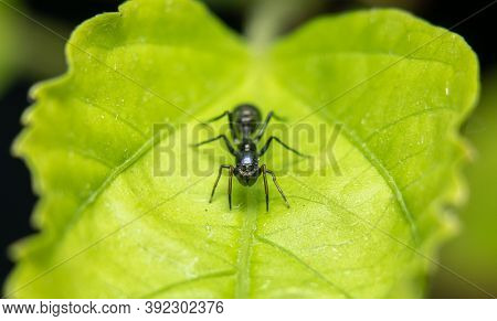 Female Ant Mimicking Spider Stock Photo On Green Leaf