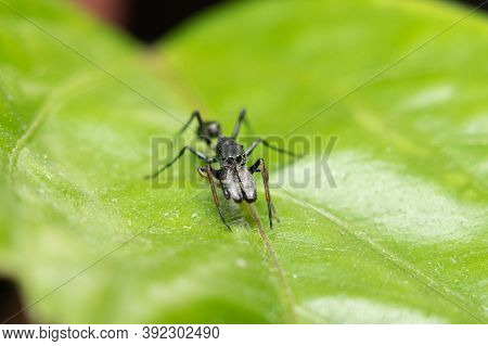 Male Ant Mimicking Spider Front View Stock Photo