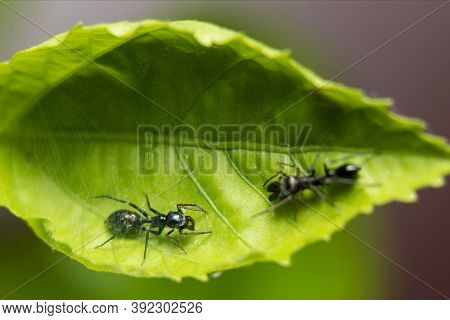 Pair Of Ant Mimicking Spider In A Green Leaf