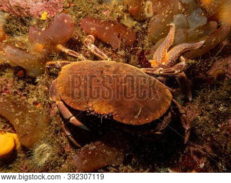 A Closeup Picture Of A Cancer Pagurus, Also Known As Edible Crab Or Brown Crab. Picture From The Wea
