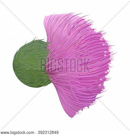 Illustration Of Burdock. Medicinal Plant Burdock Isolated On White Background Vector Illustration