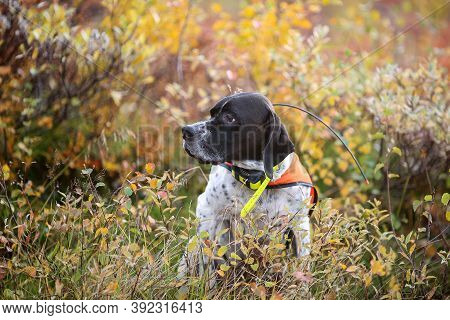 Dog English Pointer