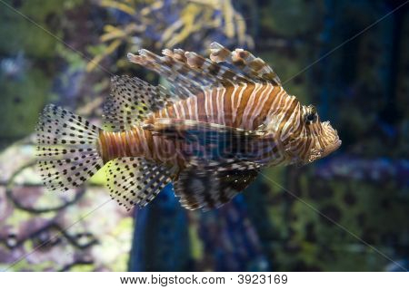 Poisonous Saltwater Fish
