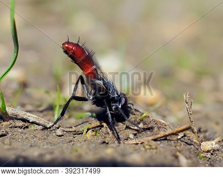 hoverfly species (Xylota segnis) on the ground
