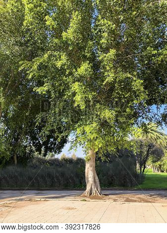 Beautiful Old And Big Sycamore Tree. Beit Shean Valley