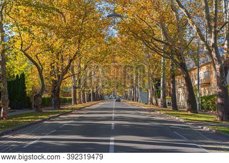 Old Plane Trees On Eggenberger Street In One Autumn Foggy Morning