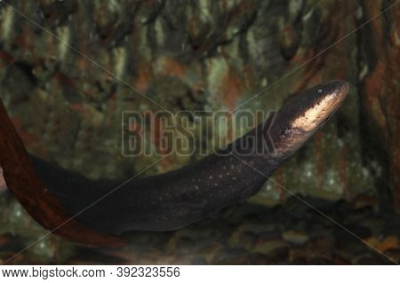Electric Eel, Electrophorus Electricus, Adult Electric Eel, Electrophorus Electricus, Adult