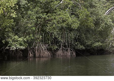 Mangrove Tree In Orinoco Delta, Venezuela Mangrove Tree In Orinoco Delta, Venezuela