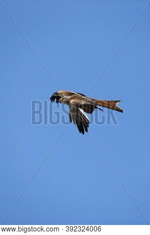 Red Kite Milvus Milvus, Adult In Flight