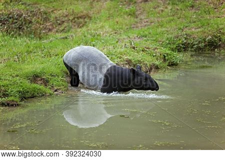 Malayan Tapir Tapirus Indicus, Adult Entering Water
