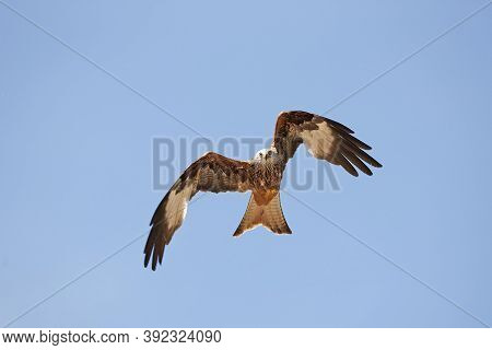 Red Kite Milvus Milvus, Adult In Flight