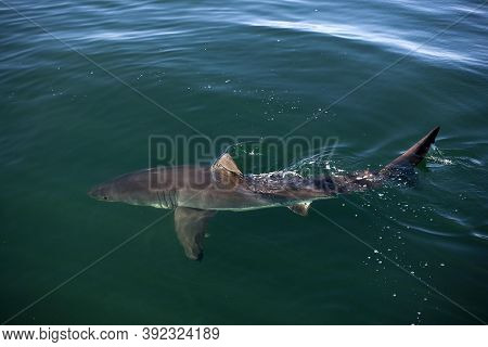 Great White Shark Carcharodon Carcharias, False Bay In South Africa
