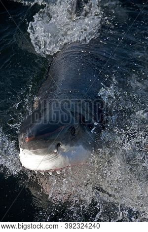 Great White Shark Carcharodon Carcharias, Adult Attacking With Open Mouth, False Bay In South Africa