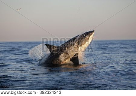 Great White Shark Carcharodon Carcharias, Adult Breaching, False Bay In South Africa