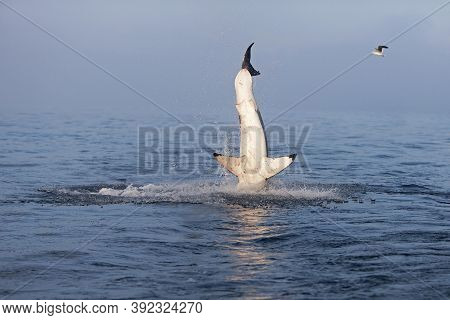 Great White Shark Carcharodon Carcharias, Adult Breaching, False Bay In South Africa