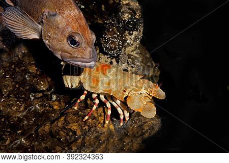 Shoveller Crayfish Scyllarides Elizabethae In South Africa