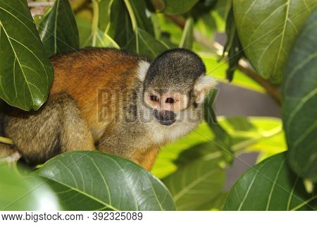 Squirrel Monkey, Saimiri Sciureus, Adult Standing In Tree
