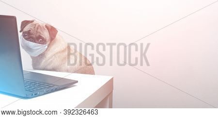 Pug Dog In Medical Mask Works As A Doctor At A Laptop. Concept Of A Doctor Dog