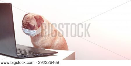 Pug Dog In Medical Mask Works As A Doctor At A Laptop. Concept Of A Doctor Dog. Place For Text. Copy