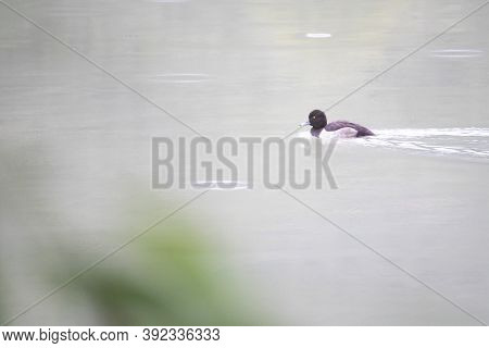 Lonely Moretta Bird In Toblino Lake In A Rainy Day