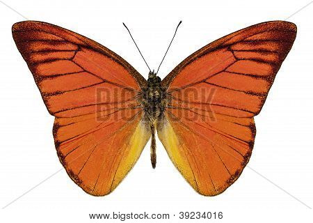 Orange sommerfugl arter Appias Nero Neronis 