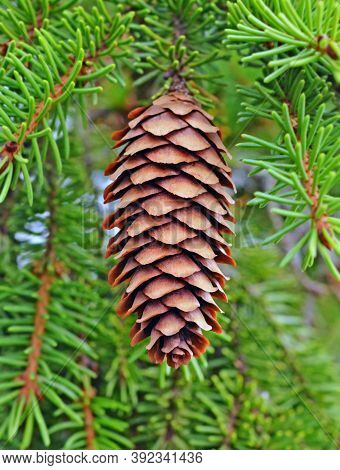 One Big Beautiful Fircone Hanging On  Tree Branch Among Needles