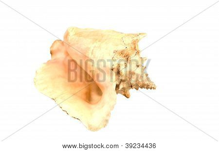 Seashell