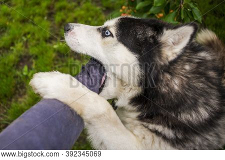 Young Dog Husky Breed Is Trying To Bite Human Hand. Dangerous Dog Bites Man's Hand.