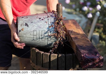 Winepress With Red Must And Helical Screw. Production Of Traditional Italian Wines, Crushing Of Grap