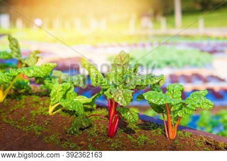 Organic Farming. Hydroponic Organic Vegetables Are Growing In Greenhouse For Export To The Market. I