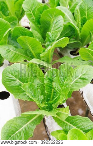 Organic Farming. Hydroponic Organic Vegetables Are Growing In Greenhouse For Export To The Market. I