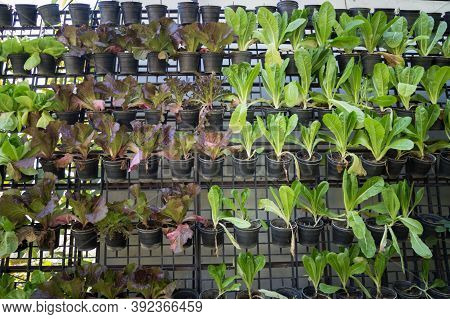 Organic Farming. Hydroponic Organic Vegetables Are Growing In Greenhouse For Export To The Market. I