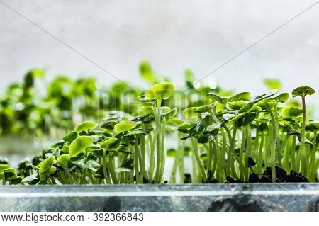 Organic Farming. Hydroponic Organic Vegetables Are Growing In Greenhouse For Export To The Market. I