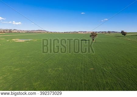 Aerial View Of Rural Farmland Near Cowra In The Central West Of Nsw Australia. Recent Rainfall Ensur