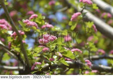 Common Hawthorn - Latin Name - Crataegus Monogyna