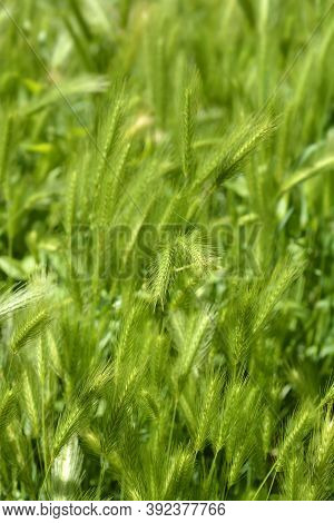 Wall Barley - Latin Name - Hordeum Murinum