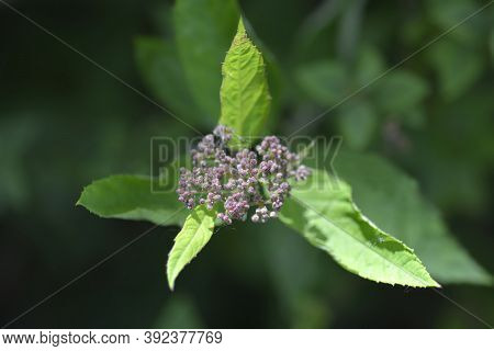 Spirea Anthony Waterer Flower Buds - Latin Name - Spiraea X Bumalda Anthony Waterer