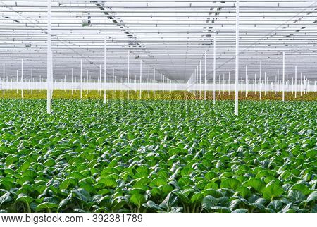 Organic Farming. Hydroponic Organic Vegetables Are Growing In Greenhouse.  Interior Of The Farm Hydr