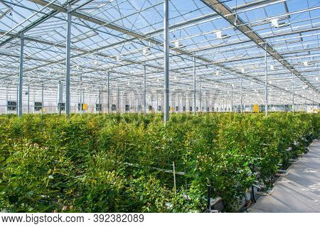 Organic Farming. Hydroponic Organic Vegetables Are Growing In Greenhouse.  Interior Of The Farm Hydr