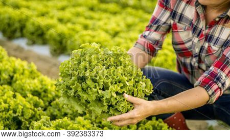 Organic Hydroponic Farming. Hydroponic Organic Vegetables Are Growing In Greenhouse For Export To Th