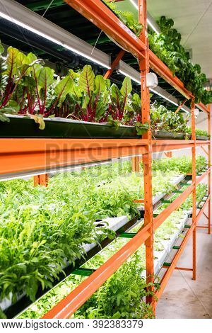 Organic Hydroponic Farming. Hydroponic Organic Vegetables Are Growing In Greenhouse For Export To Th