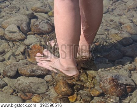 Fish In The Siberian River Whales Bite People Feet Like Garra Rufo Fish.