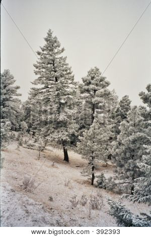 Nieve en árboles en Co