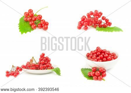 Collage Of Bunch Of Red Berries- Guelder Rose
