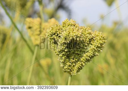 Finger Millet ( Raagi ) Photo With Blur Background