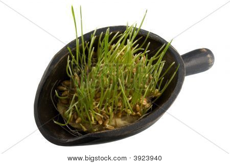 Kugel rot Winter-Weizen Korn sprießen