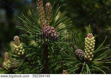 Composition Of Beautiful Colored Fir Cones Against The Blue Sky