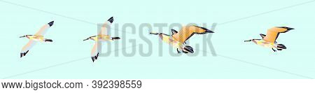 A Set Of Albatross Bird Is Flying Icon Design Template With Various Models. Vector Illustration Isol