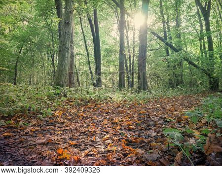Beautiful Autumn Forest Landscape With A Carpet Of Fallen Yelow And Brown Leaves And The Sun Rays Th