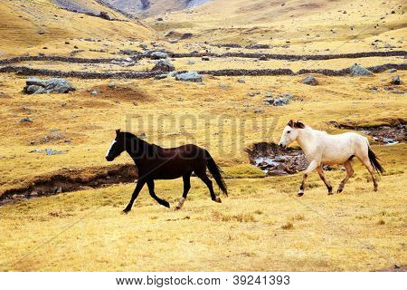 Kører heste i Cordiliera Huayhuash, Peru, Sydamerika